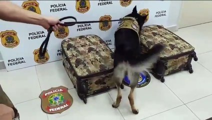 Mulher é presa com 5,6 kg de cocaína no Aeroporto de Fortaleza