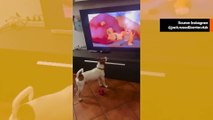 Koskettava video: pieni koira on erittäin järkyttynyt 