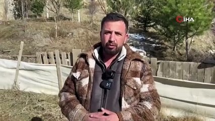 Sürüdeki koyunların çember çizip dönmeye başladığını gören sürü sahibi olayı dron ile görüntüledi