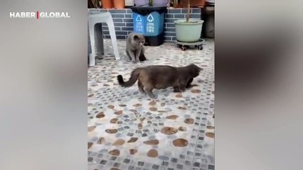 Yaptığı taklit ile kedilerden kurtulan kuşun görüntüleri izlenme rekoru kırdı