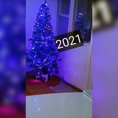 Yılbaşı ağacını korumak için aldığı önlem güldürdü!