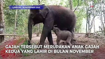 Seekor Bayi Gajah Sumatra Kembali Lahir di Way Kambas