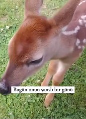 Piton saldırısından kurtulan geyik, böyle teşekkür etti