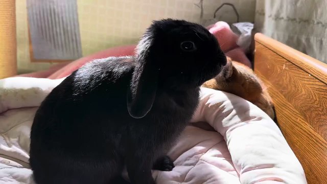 Sarah Taylor - A Messy Facial For My Roommates Ex