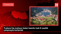 Trabzon'da mahsur kalan hamile inek 6 saatlik çalışmayla kurtarıldı