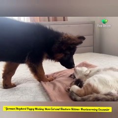 Exploring Earth's Amazing Animals