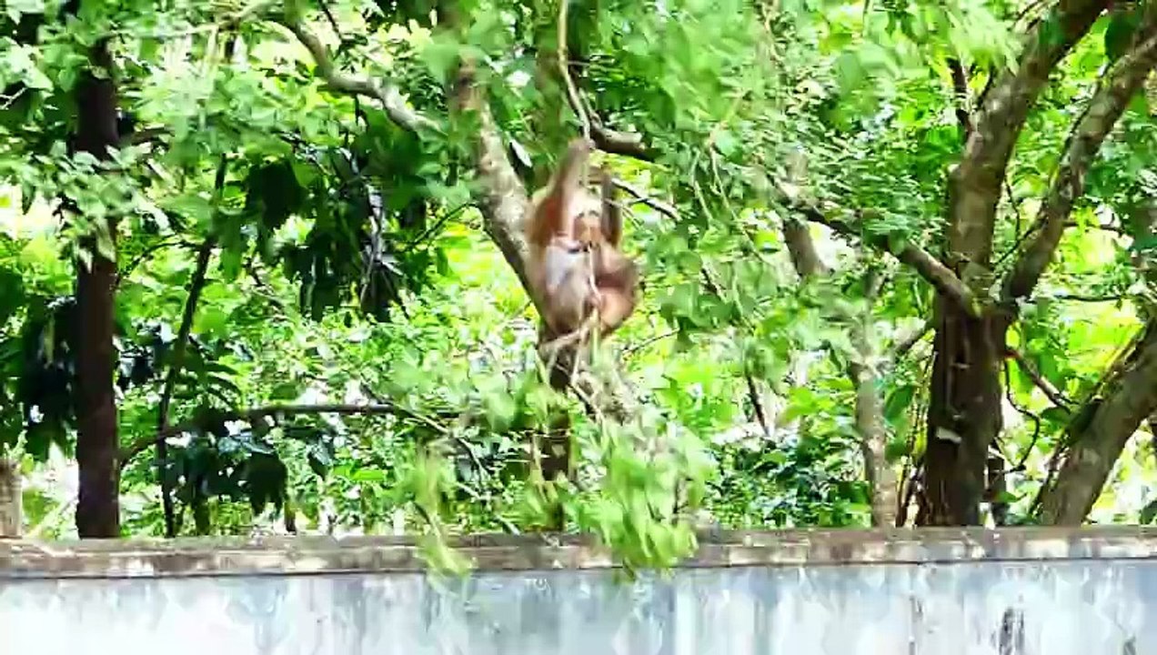How Mother Monkey Coaching Baby To Walk Faster (720p_25fps_H264-192kbit_AAC)
