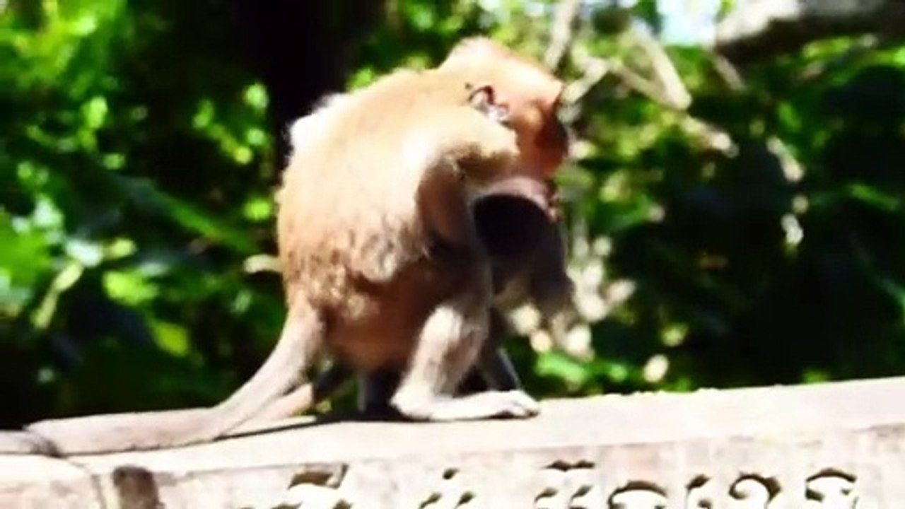 How Hurt of This Baby Is ! Mother Monkey Hard Warning Poor Baby,  Scared Escape and Cries Shaking (720p_25fps_H264-192kbit_AAC)