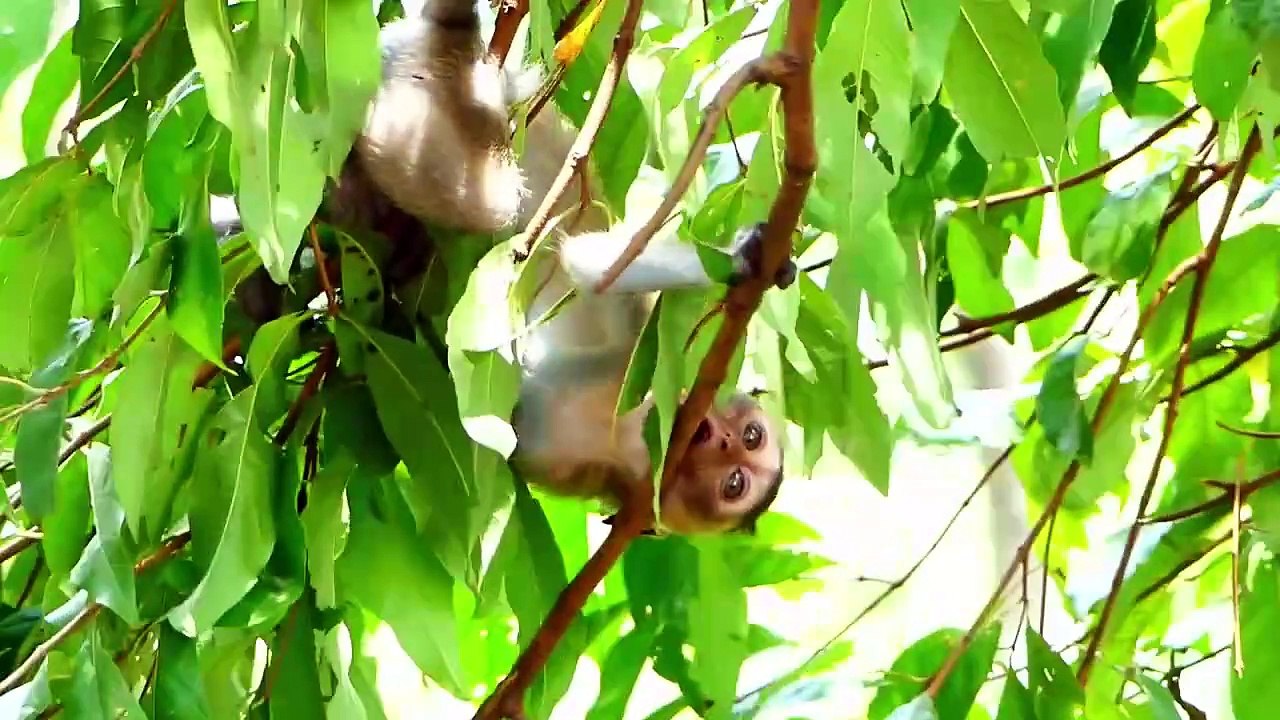 Huge hungry of adorable Sakura baby, Sarah mommy is weaning strongly (720p_25fps_H264-192kbit_AAC)