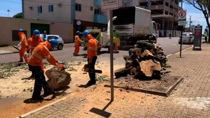 Rua Fortaleza é interditada após queda de árvore