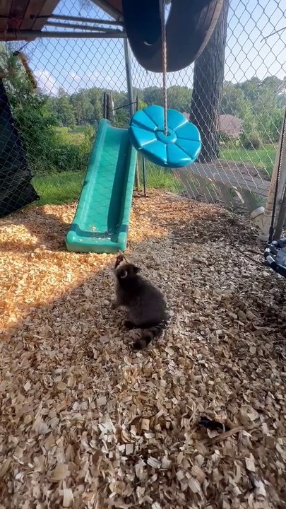 Rescued Racoon Plays In Her Pen