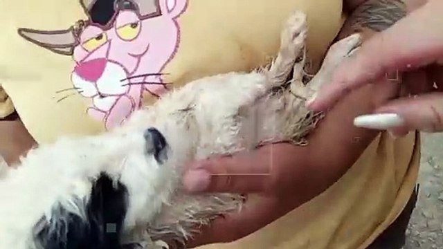 Perros estaban en bolsas : Activistas denuncian biocidio masivo en Zoonosis de Sacaba