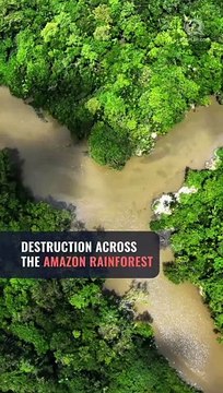 Amazon rainforest destruction slows sharply year to date, report says
