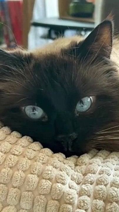 what a cat say