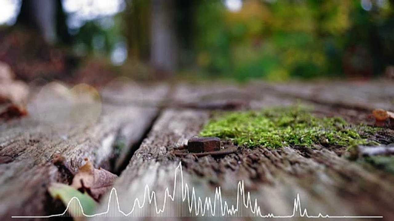 Johann Sebastian Bach-Alessandro Marcello Oboe Concerto in D Major-BWV974-FANTASIA