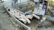 Maltrato en una granja de cerdos en Quintanilla del Coco (Burgos)