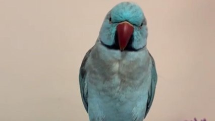 Mischievous parrot goes 'Huh?' after owner tries to blame him for wrecking keyboard