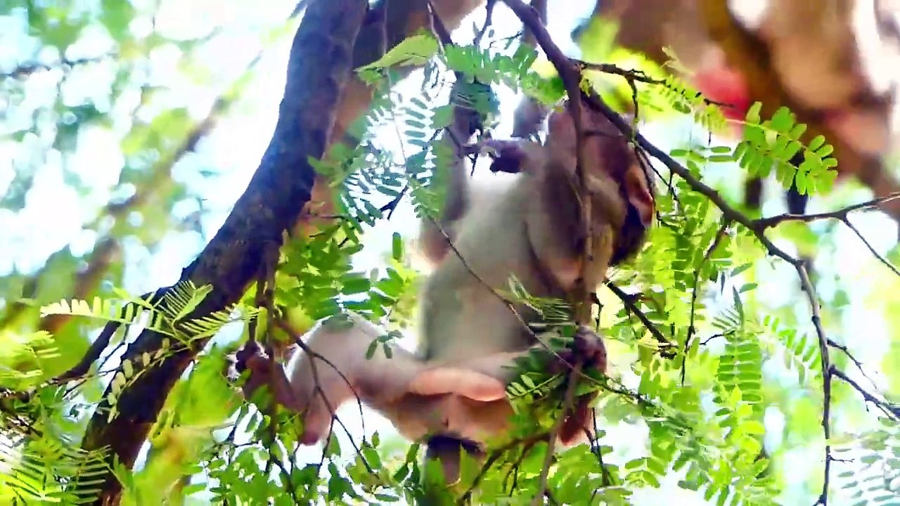 Huge sadness, million pity to little girl Bella cry holding on small branch of tree, Barry left away (720p_25fps_H264-192kbit_AAC)