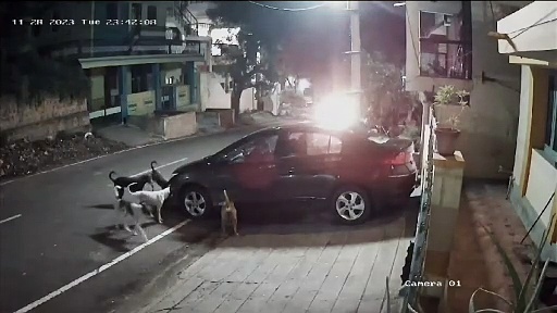வீட்டு வாசலில் நிறுத்தி வைக்கப்பட்ட காரை கடித்து குதறிய தெருநாய்கள்; வீடியோ வெளியாகி பரபரப்பு