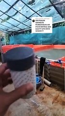 Pipa saringan drainase kolam itu beli atau buat sendiri❓