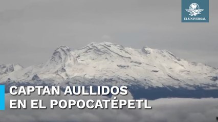 Captan aullidos de supuestos lobos o coyotes en el Popocatépetl