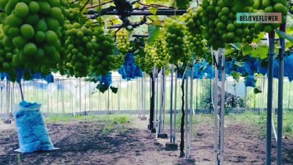 Cara merawat tanaman anggur import