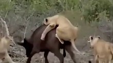 The buffalo is rude to the lion