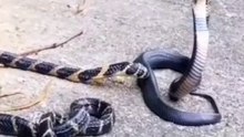 Deception of a cobra snake with a snake