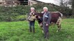 Oreillette, une vache normande, égérie du prochain Salon de l'agriculture