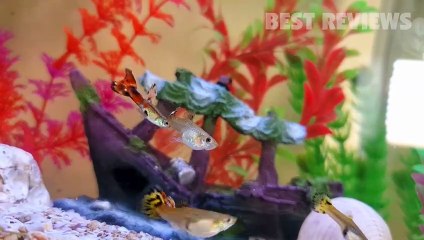 BOSIKE Aquarium Test Strips Review