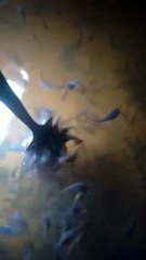 CACING SUTERA langka PASTA solusinya❗Daripada larva lele kelaparan mending buat PASTA