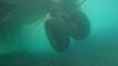 Underwater footage reveals spy plane wreck marooned on reef after aircraft crashed into Hawaii bay