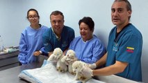 Nacen leones blancos en zoo de Venezuela, una esperanza para su conservación