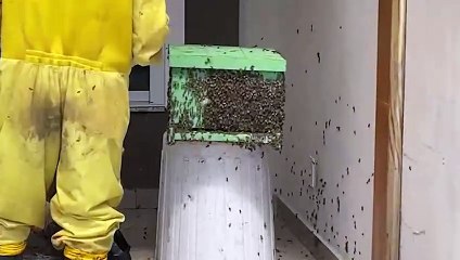 Enxame de abelhas é removido pela Defesa Civil no Morumbi