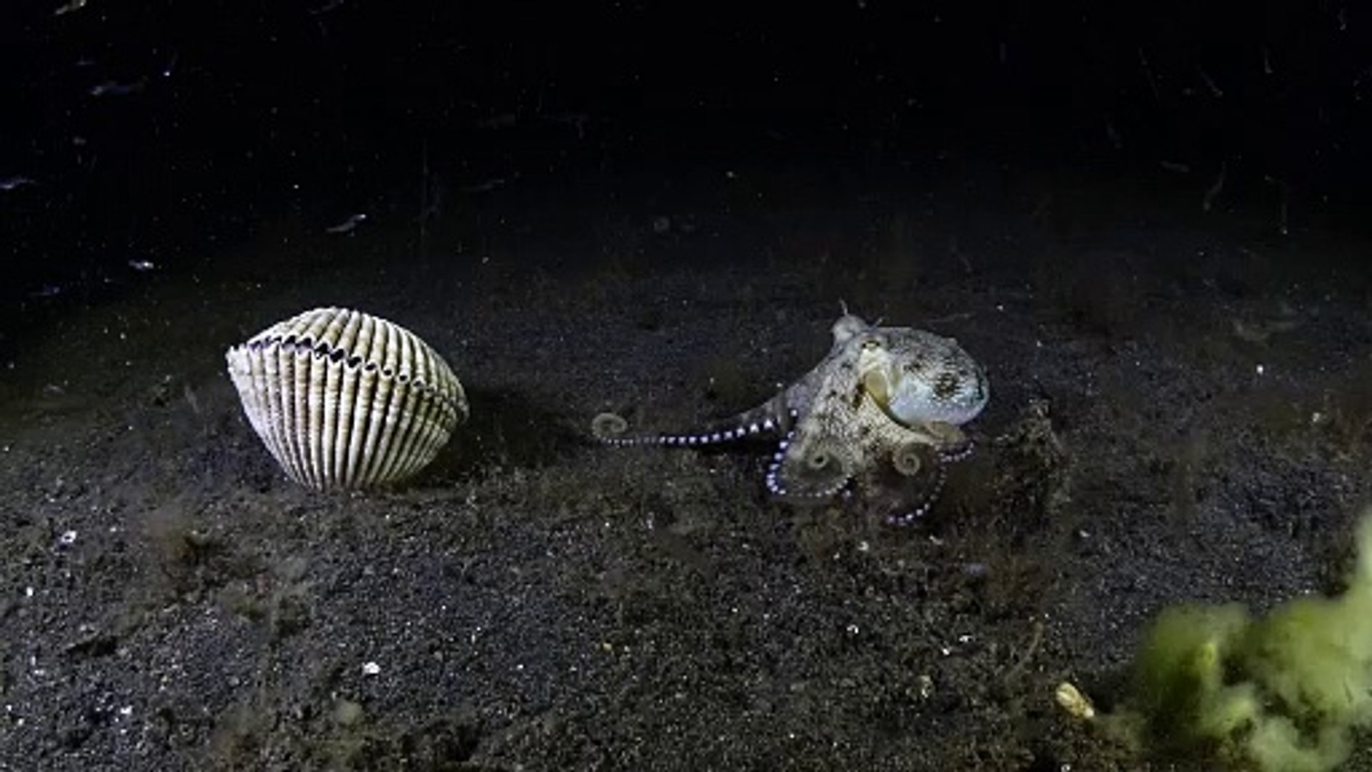 ⁣Octopuses Battle Over Shell