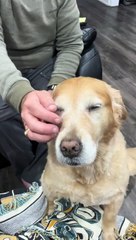Golden Retriever Isn't Done Getting Pets