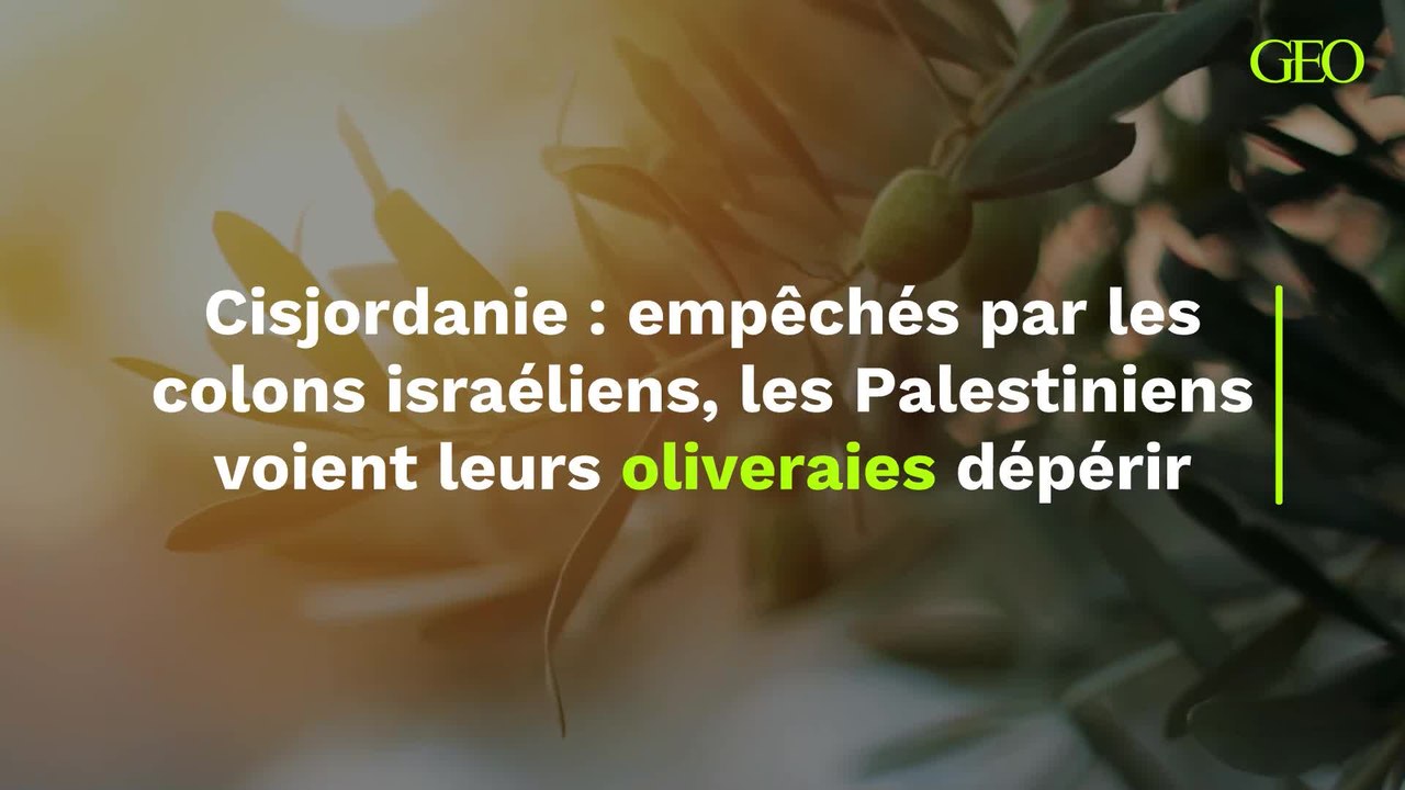 En Cisjordanie, les Palestiniens empêchés par les colons israéliens voient leurs oliveraies dépérir