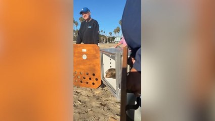 Sea lions Holly and Joy travel home for Christmas