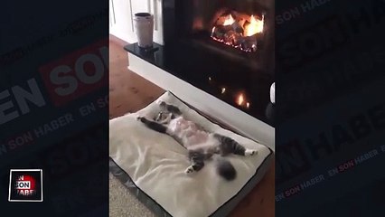Sevimli kedinin şömine keyfi