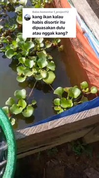 Begini AKIBATNYA jika ikan lele tidak DIPUASKAN sebelum SORTIR