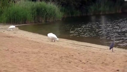 Ce héron se rapproche des petits de cette maman cygne et va le regretter