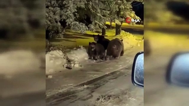 Ayı ile şaka olur mu? Sabretti, sabretti saldırdı!