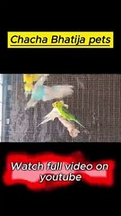 Master cage me aye new birds