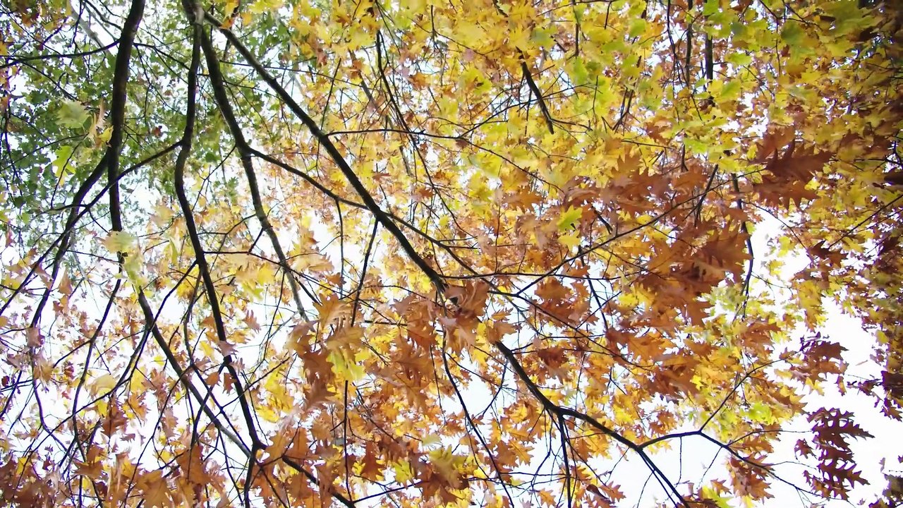 INVRAISEMBLANCES - Les feuilles d'or