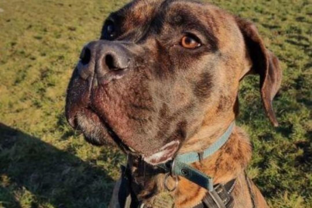 National Animal Welfare Trust in Bedfordshire h...