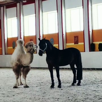 Playful Camel Sounds Like a Barking Dog