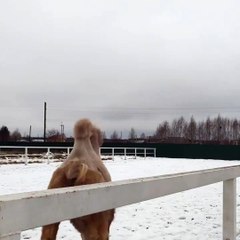 Camel Sees Snow For the First Time