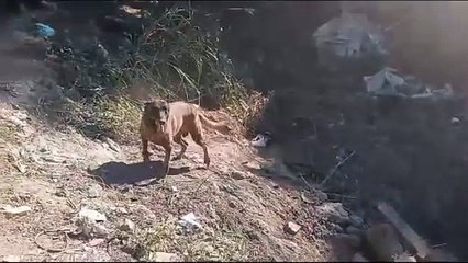 Accidente en Haina: Defensa Civil activa unidad canidad para localizar al guagüero