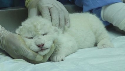 White lion cubs born in Venezuela with less than 200 left in the world