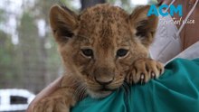 Dubbo zoo welcomes trio of baby lions
